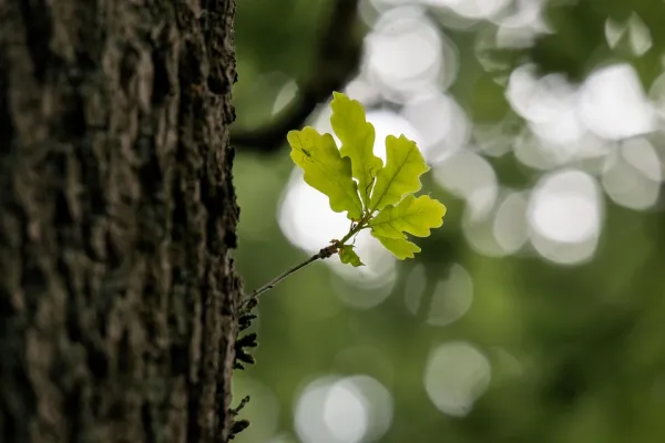 Eiche-pixabay_oak-791737_960_720